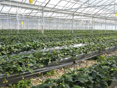 生態(tài)果蔬采摘園